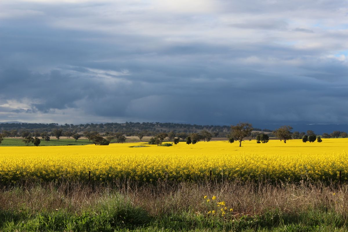A bright yellow flowering rapeseed (canola) field, the crop rapeseed candle wax is pressed from