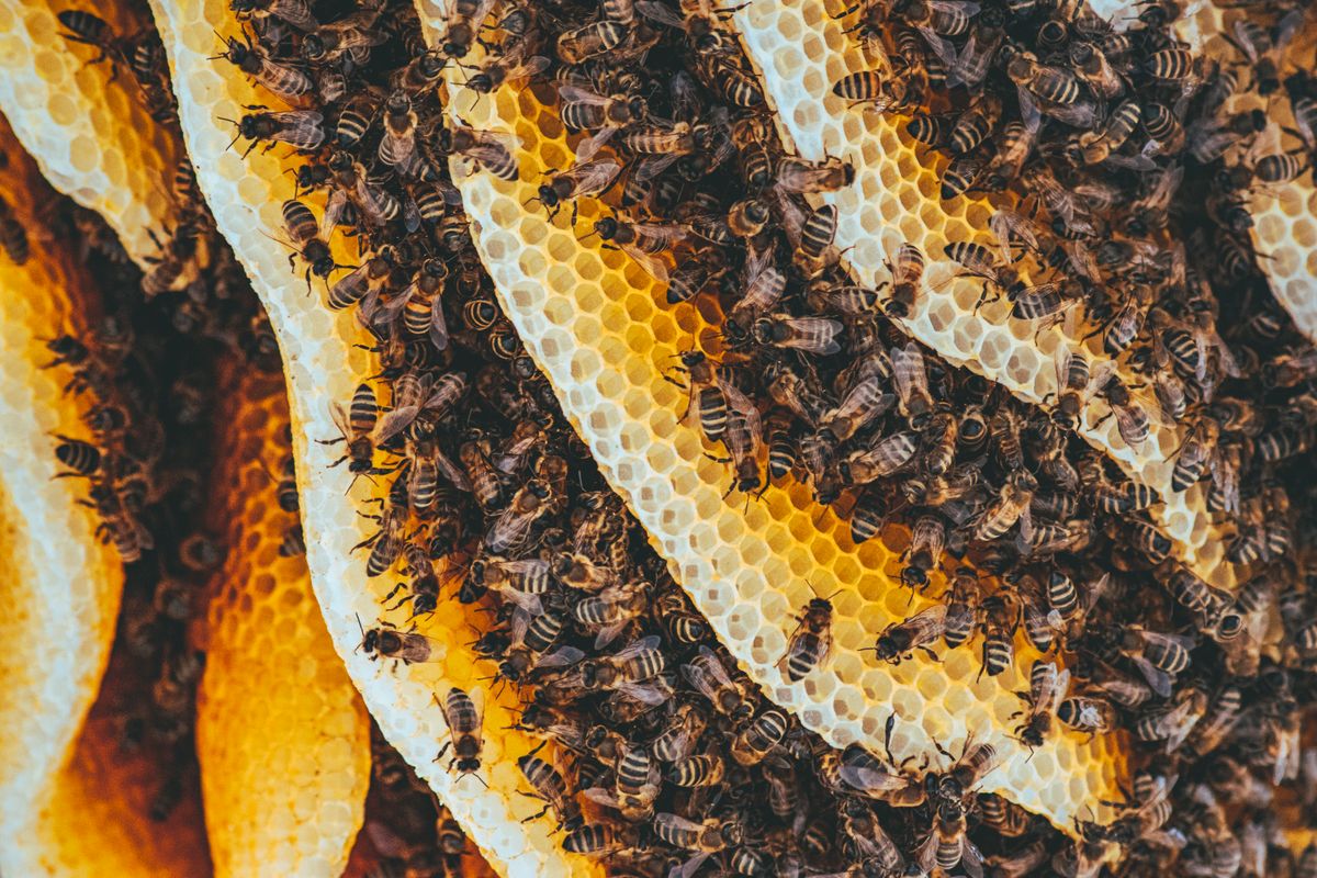 Close-up of honeybees covering honeycomb, the natural source beeswax candle wax is rendered from