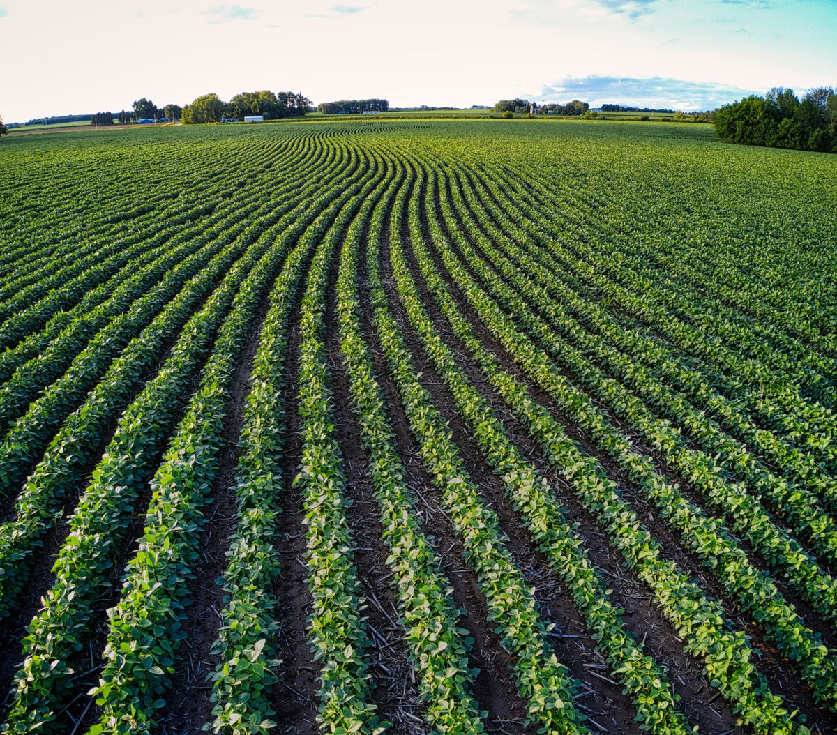Aerial view of rows of soybean plants growing in a U.S. farm field, the crop soy candle wax is made from
